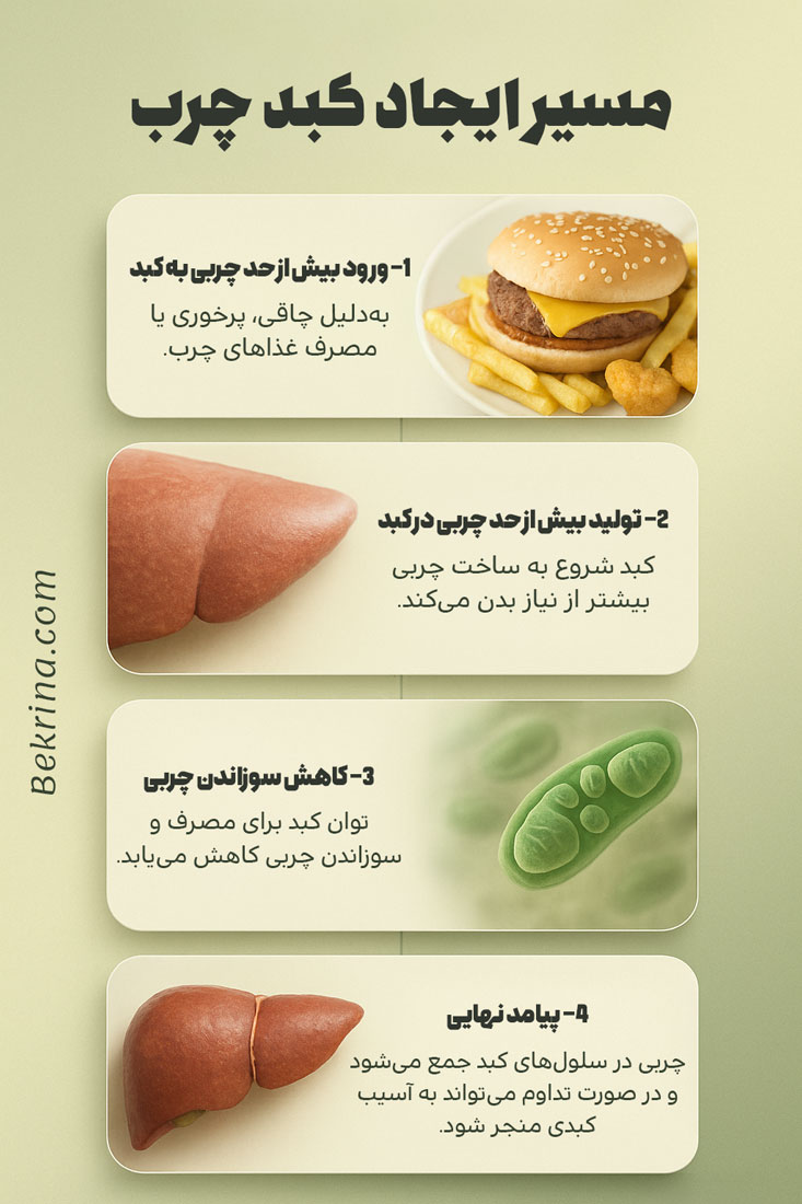 مسیر ایجاد کبد چرب